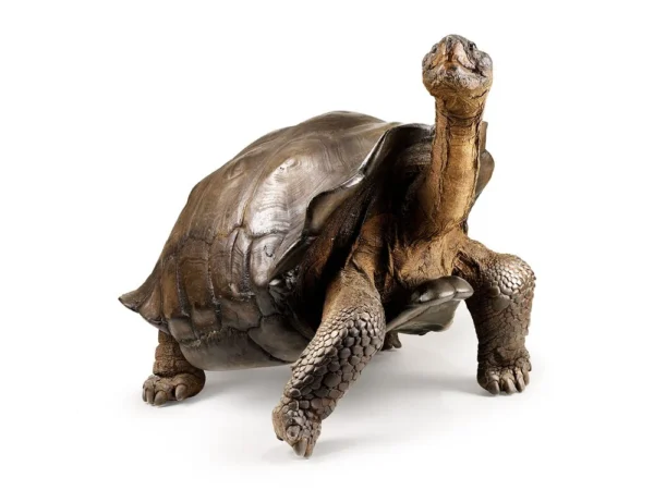 buy Galapagos islands tortoise online