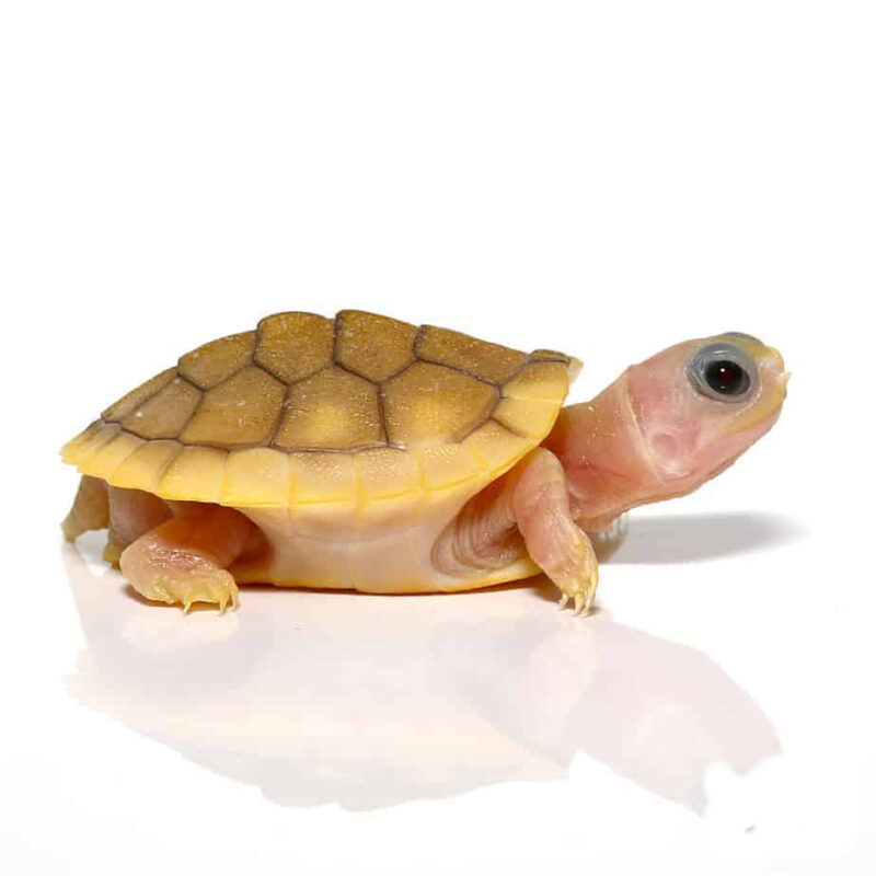 Caramel Albino Yellow Bellied Slider exotic tortoises buy turtles