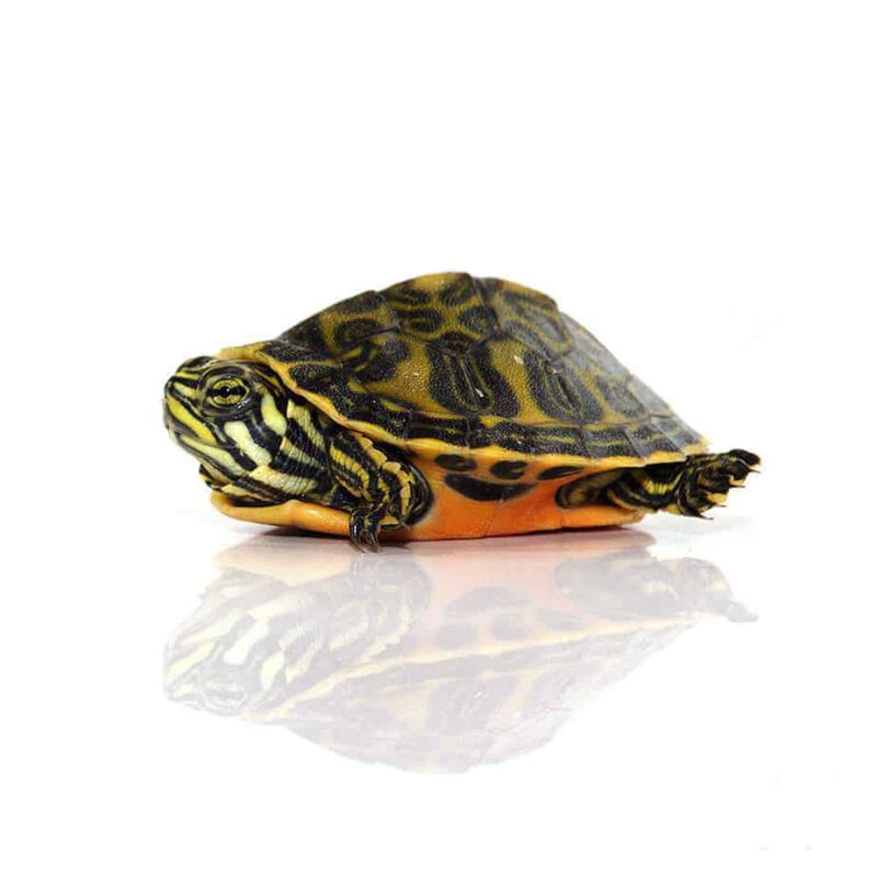 Florida Red Bellied Turtle For Sale- Exotic Tortoises 