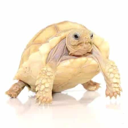 ivory sulcata tortoise for sale