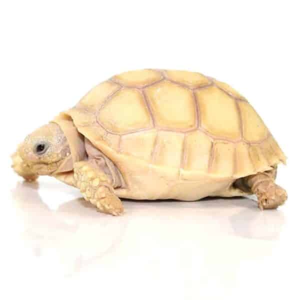 ivory sulcata tortoise for sale