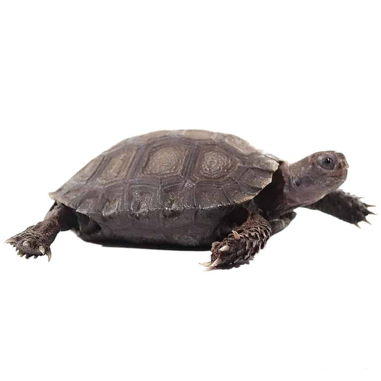 Best place to buy tortoise online Exotic tortoises Tortoises for sale.