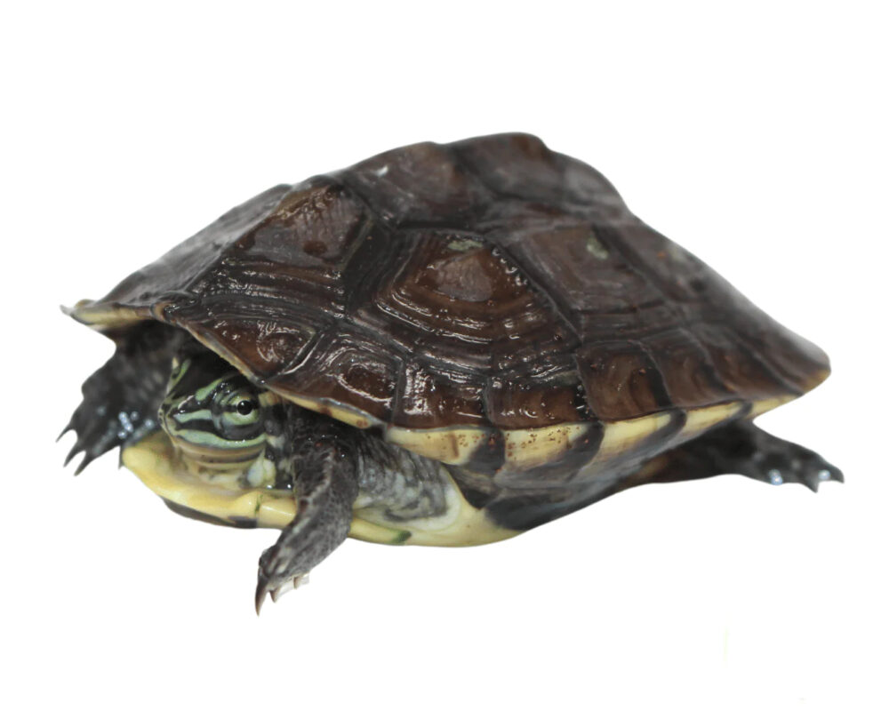 Vietnamese Pond Turtle for sale - From exotic tortoises worldwide delivery