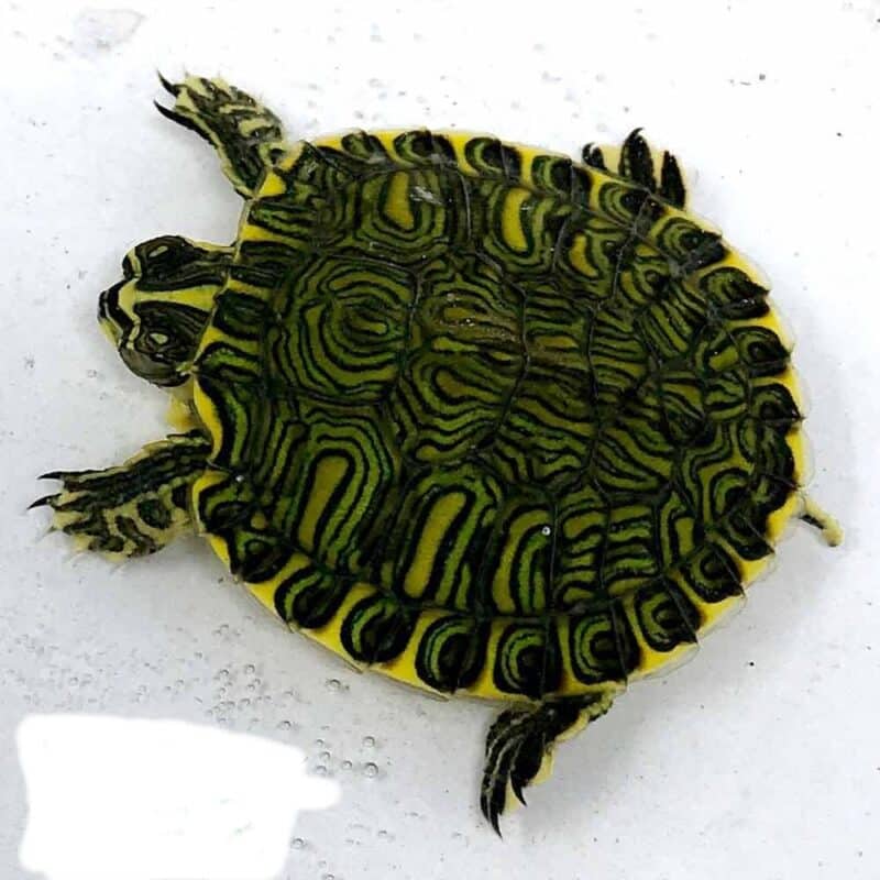 African Dwarf Mud Turtle exotic tortoises turtles breeders buy