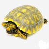 High Yellow Footed Tortoises FOR SALE
