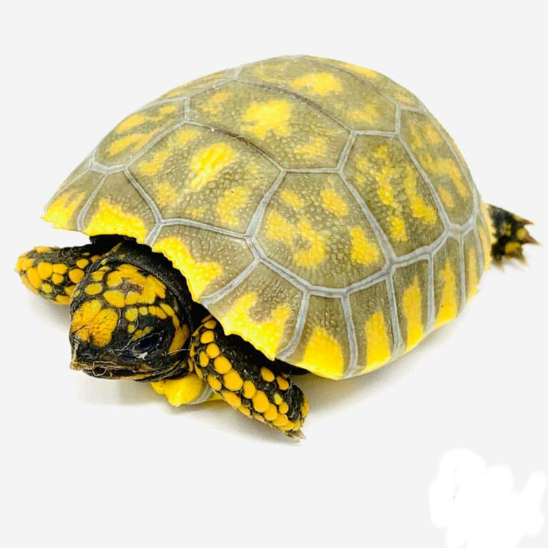 Best place to buy tortoise online Exotic tortoises Tortoises for sale.