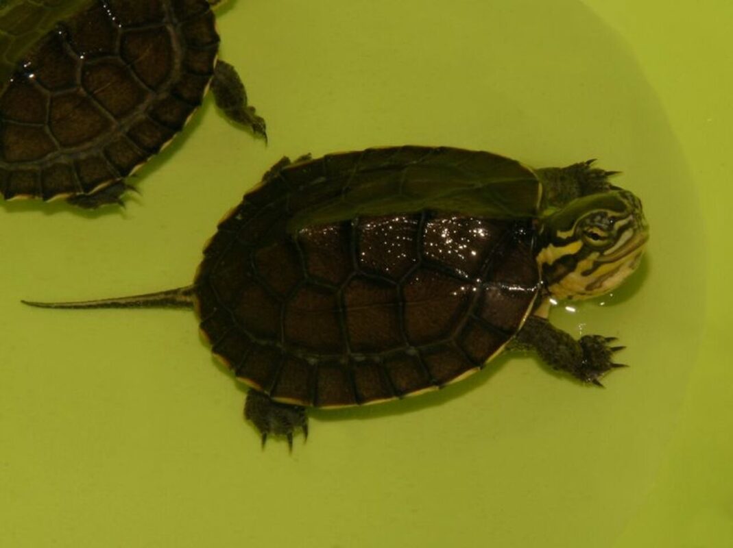 Vietnamese Pond Turtle for sale - From exotic tortoises worldwide delivery