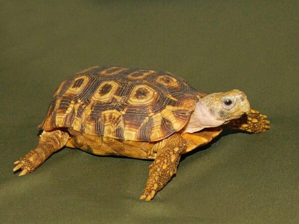 Speke's hingeback tortoise 