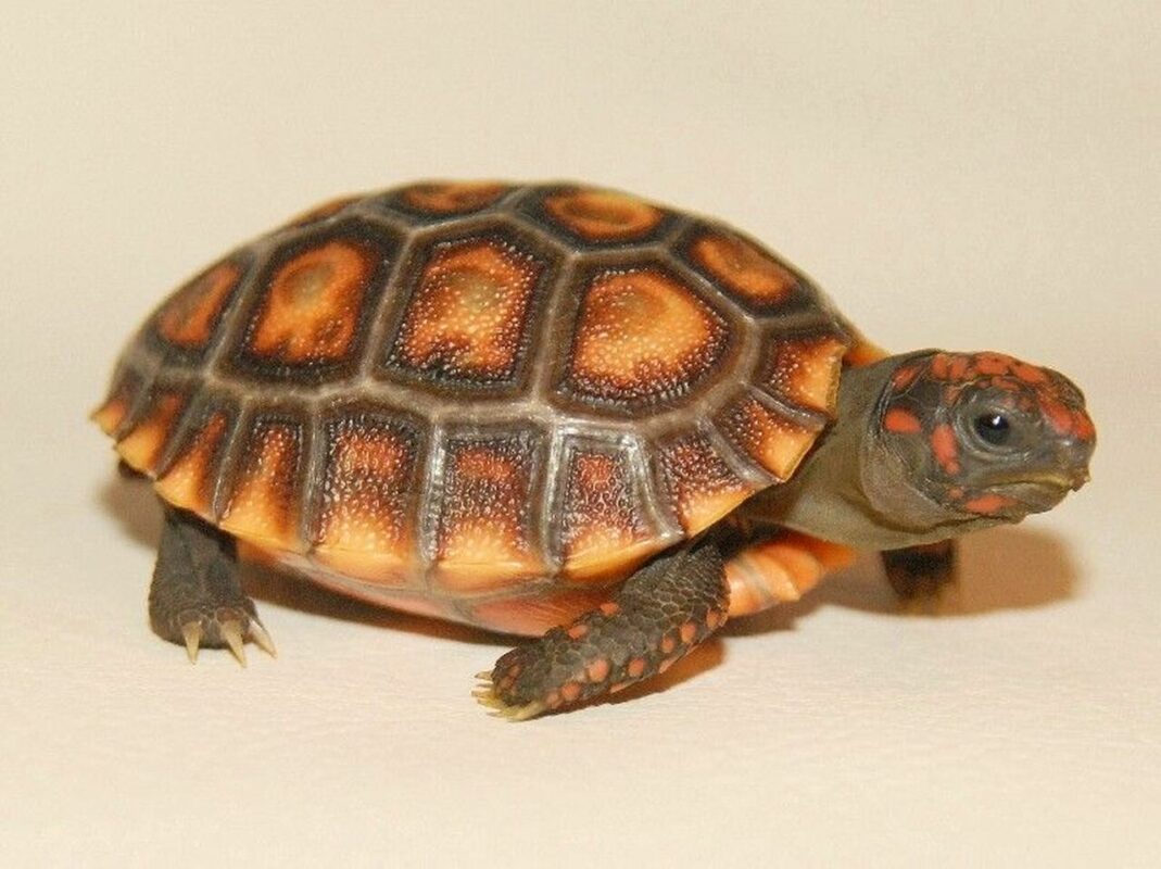 cherry head red foot tortoise - exotic tortoises | baby turtles for sale