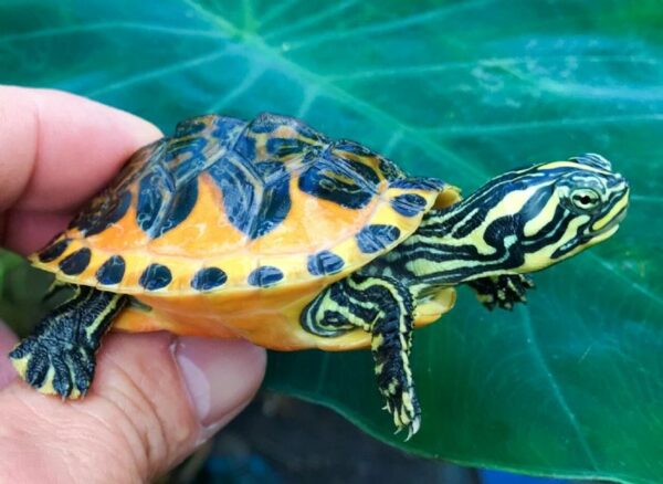Florida Red Bellied Turtle