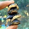 african dwarf mud turtle