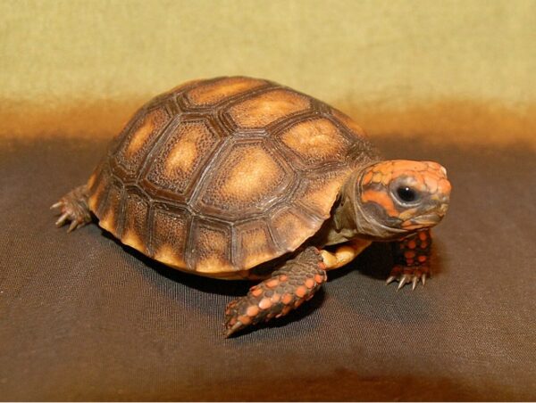 Bolivian Cherry Headed Red Footed Tortoise