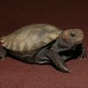 burmese brown mountain tortoise for sale