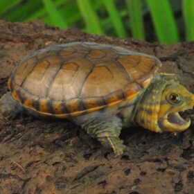 narrow-bridged musk turtle