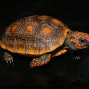 High Color Red Footed Tortoise