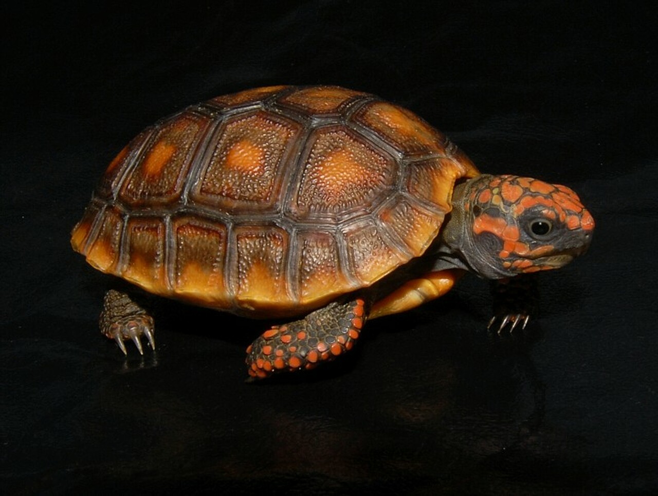 red footed tortoise for sale - from exotic tortoises delivery worldwide