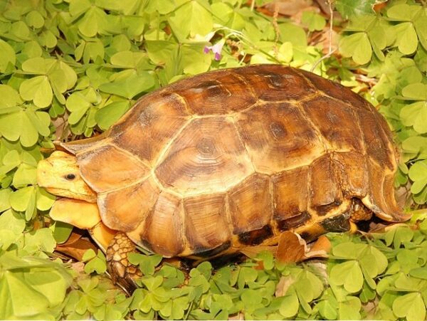 Serrated Hinge Backed Tortoises