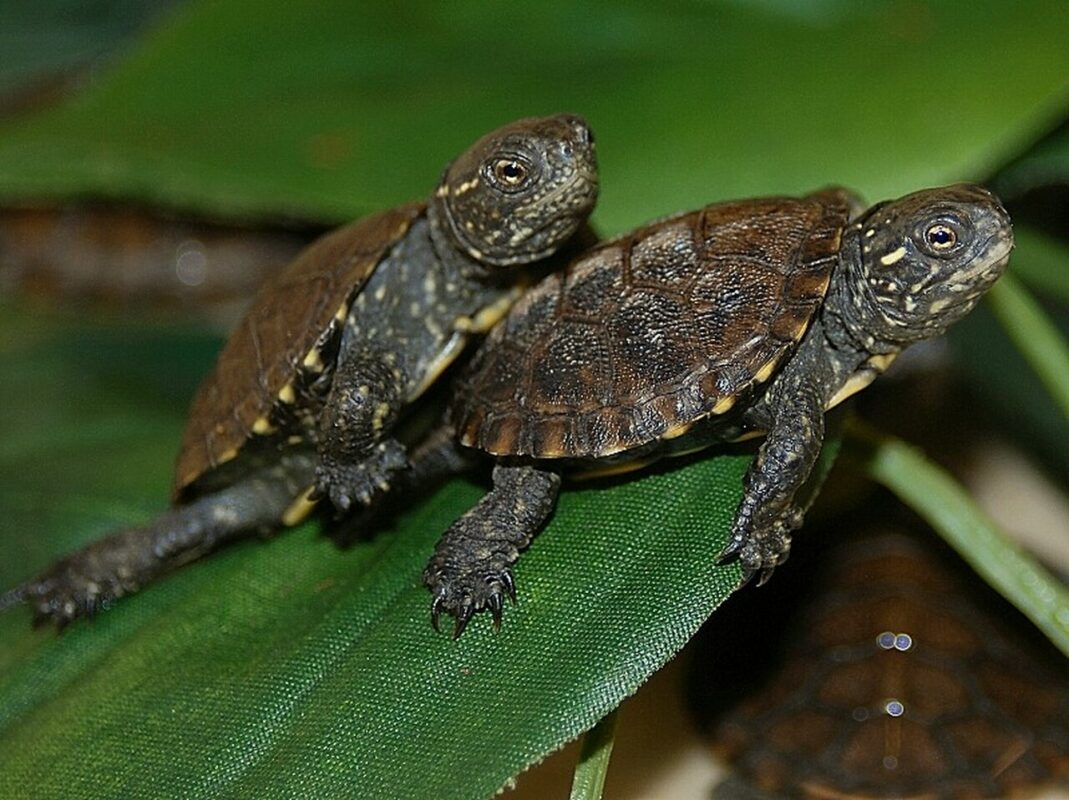 European Pond Turtle for sale exotic tortoises buy European Pond Turtle