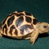 high yellow indian star tortoise