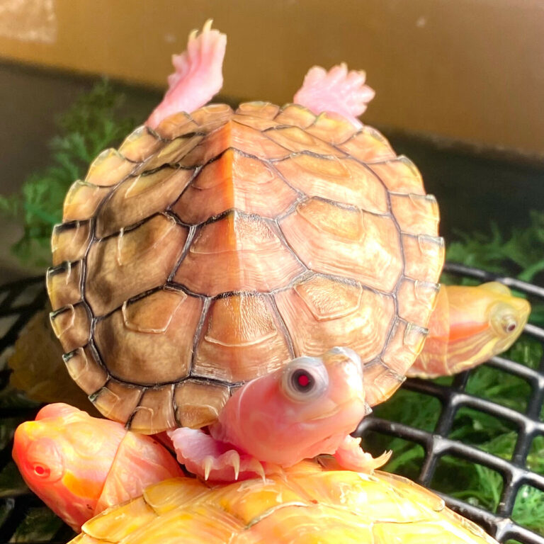 caramel-pink-albino-red-eared-slider-for-sale-exotic-tortoises-buy