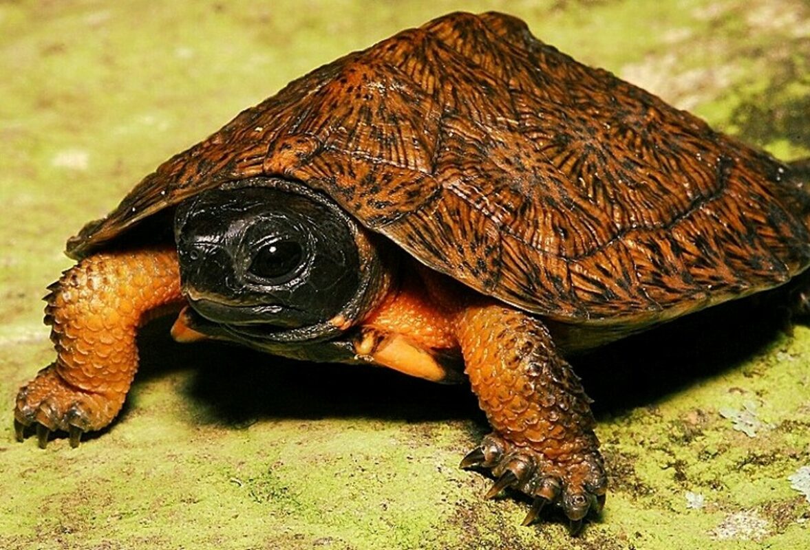 North american wood turtles for sale From exotic tortoises worldwide