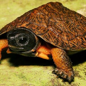 North american wood turtle care