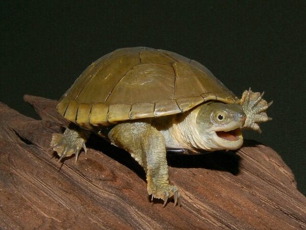 Yellow Mud Turtle Size