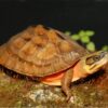 Chinese Golden Coin Turtle