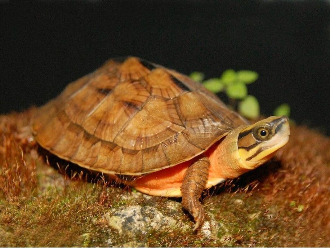 Chinese Golden Coin Turtle exotic tortoises turtles to buy online,