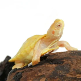 baby-albino-red-ear-slider-turtle-for-sale